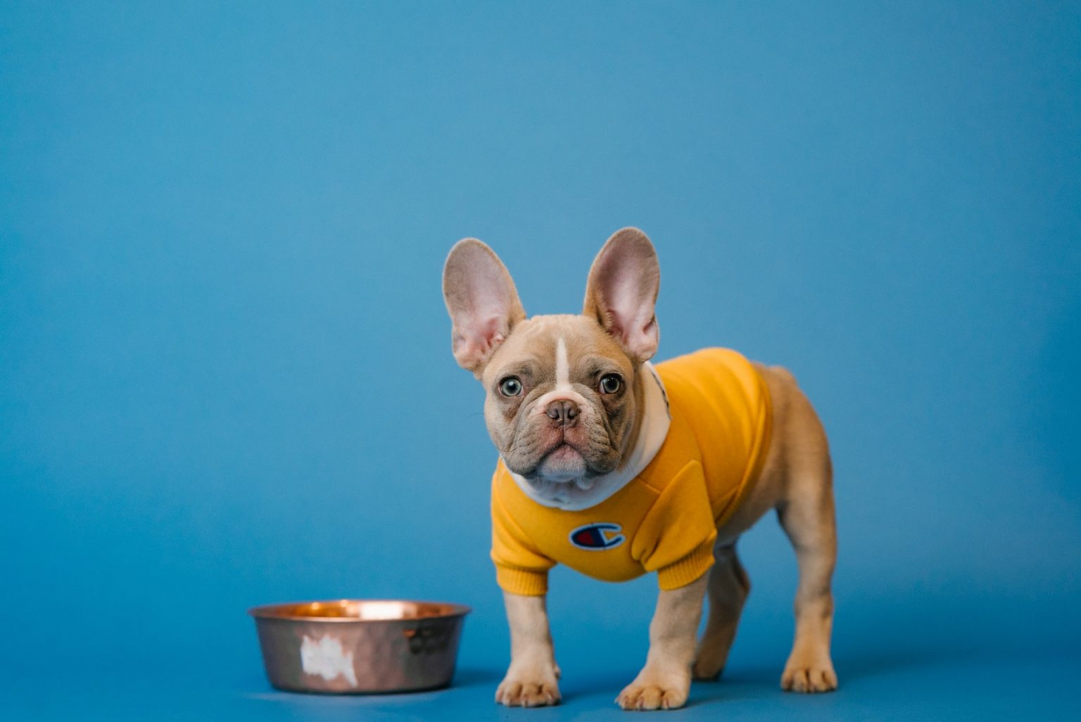 The best 8 dog foods for French bulldogs