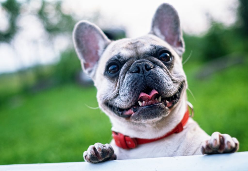 the-best-8-dog-foods-for-french-bulldogs